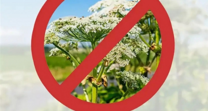 Жителям Владимирской области грозят штрафы за заросли борщевика на участках