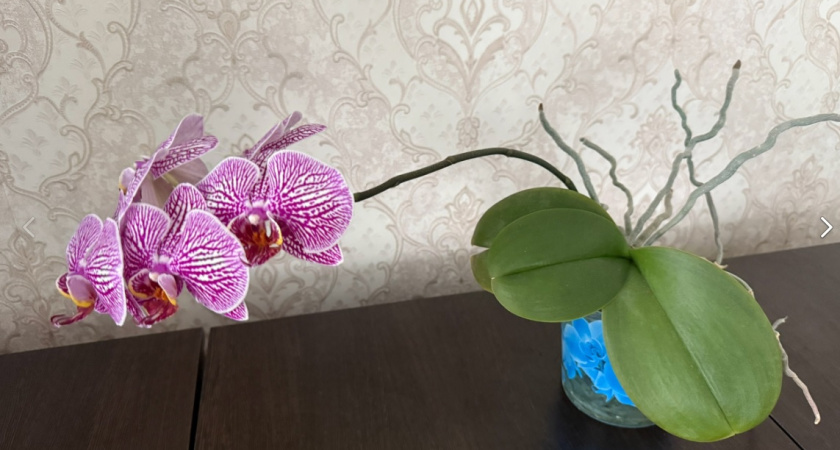 Кухонное чудо: как обычная корица заставит вашу орхидею цвести пышным цветом