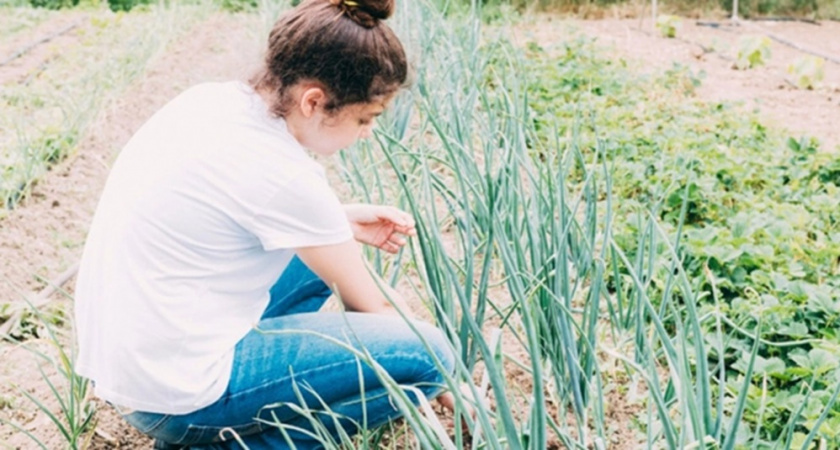 Соседи будут плакать от зависти: топ-5 дачных лайфхаков для идеального огорода