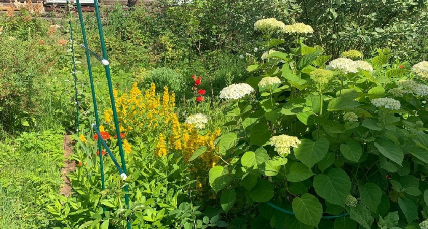 Сажайте прямо на солнце: эти 3 цветка обожают жару - дачникам на заметку