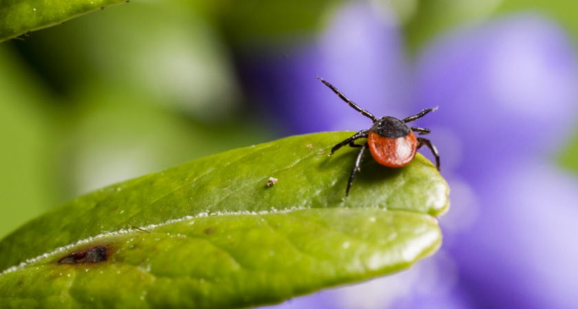 За неделю во Владимирской области клещи покусали более 170 человек