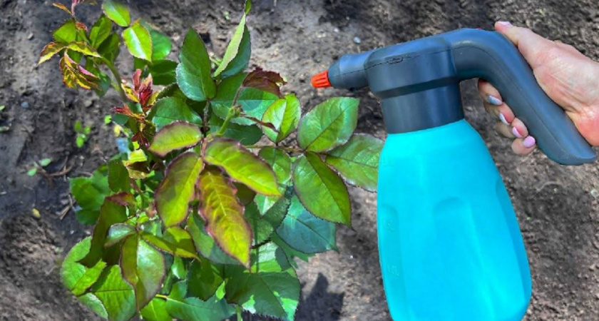 Эффективный способ уничтожить тлю: заливаю 300 граммов кипятком и опрыскиваю растения