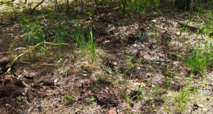 В Собинском лесничестве прошла акция по очистке территории от бытового мусора