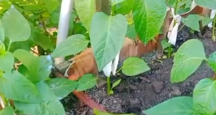 Как заставить перец плодоносить вдвое больше: простой рецепт от опытных дачников - нужны всего 4 ингредиента