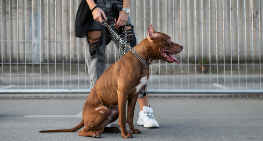 Жительница Владимира отсудила компенсацию у владельцев напавших собак