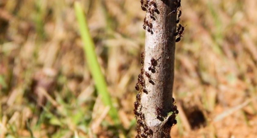 Как избавиться от муравьев за один день: неожиданный, но эффективный способ