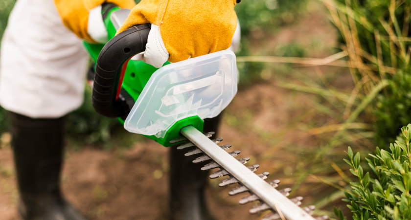 Россельхознадзор уничтожает борщевик во Владимире