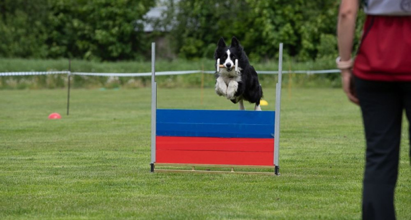 Владимирские кинологи взяли полный комплект медалей на чемпионате страны