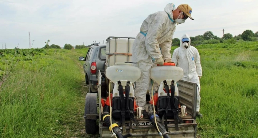Во Владимирской области выделили 43 млн рублей на борьбу с борщевиком