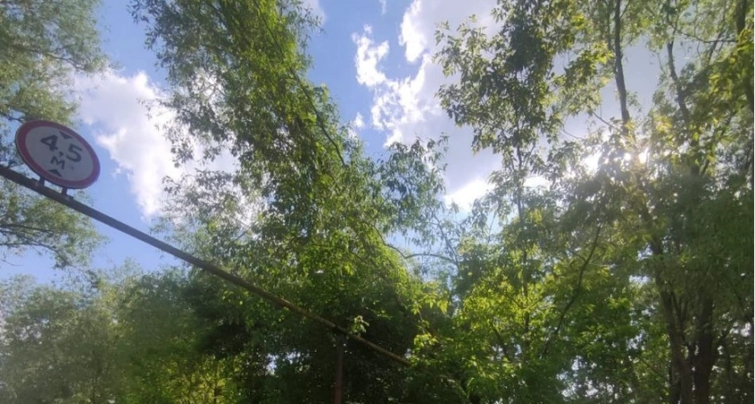 Прокуратура Владимира заставила спилить аварийные деревья у газопровода