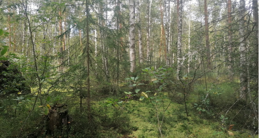 В Гороховецком районе серьёзно пострадала фауна из-за вырубки деревьев