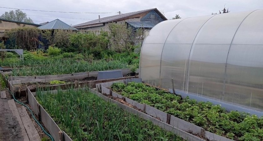 Эко-защита от луковой мухи: всего 3 обработки этим средством, и урожай будет спасен