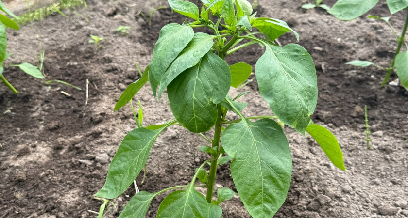 Готовлю натуральный стимулятор роста для перцев: урожая будет так много, что придется раздавать соседям