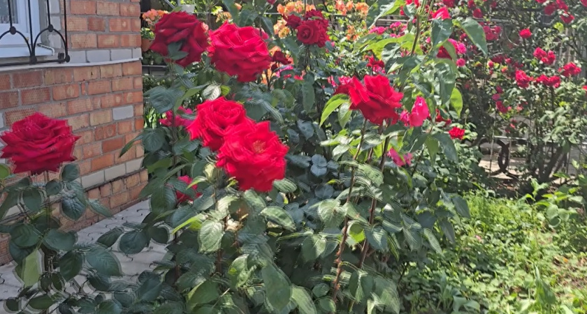 Заливаю 100 граммов водой, и розы цветут без остановки до самой осени - простой рецепт сильной подкормки