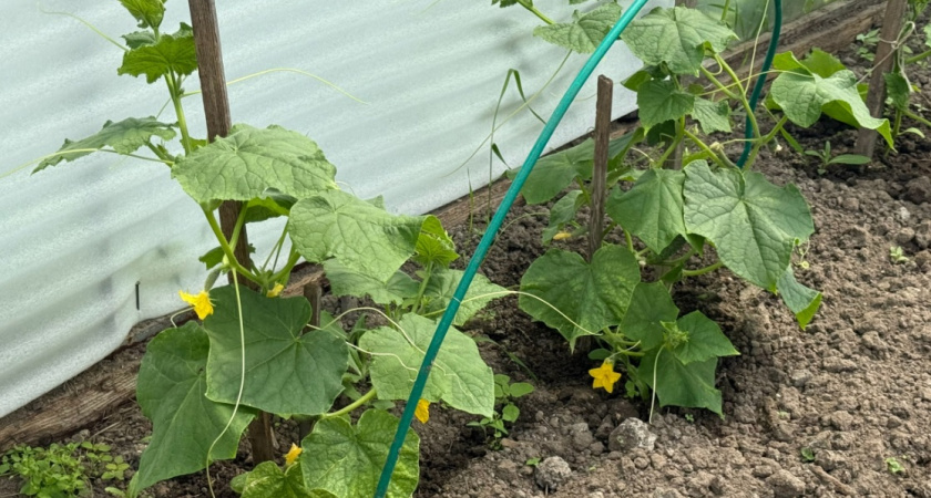  Лайфхак для огородников: готовим подкормку для огурцов из 3 ингредиентов — защита от болезней и рост, как на дрожжах