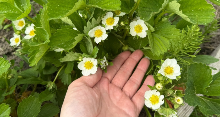 Опасные соседи: как сорта-засорители губят урожай клубники и что с ними делать