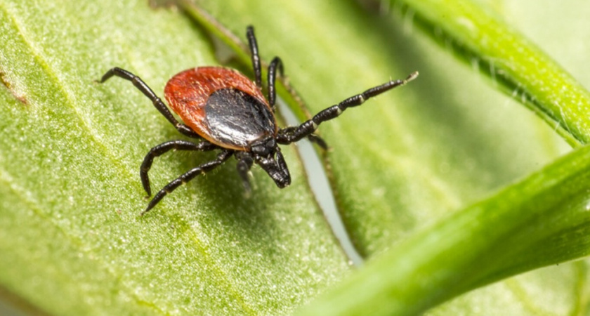 "Клещи боятся этого, как огня": несколько капель средства, и вы под защитой