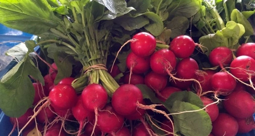 Выращиваем крупный и сочный редис: всего 5 ложек на ведро - 2 проверенных рецепта