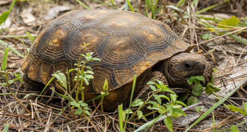 Климатические изменения привели черепах во Владимирскую область