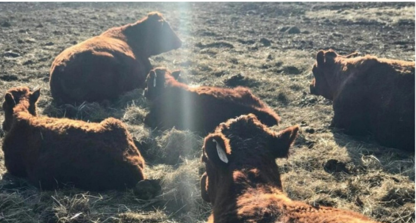 Животноводческое предприятие в Кольчугинском районе выбрасывало отходы на землю