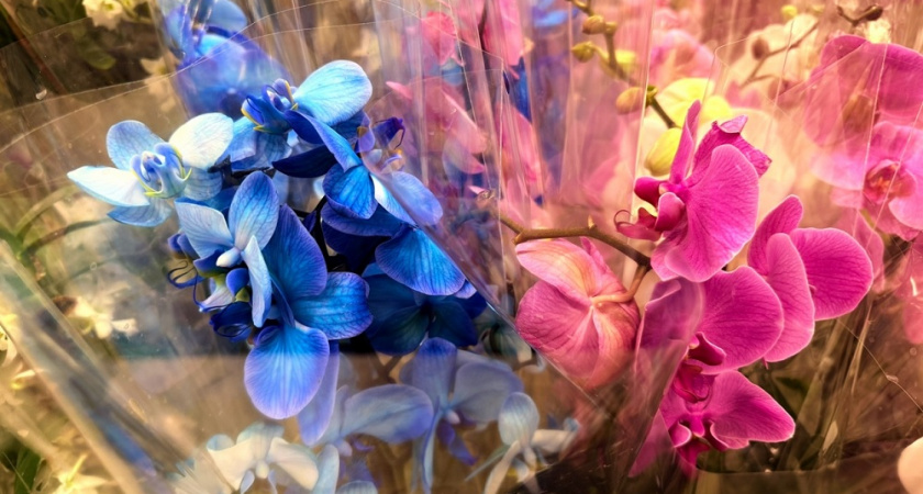 3 капли на листы - и орхидея сразу "просыпается" и радует новыми бутонами: лайфхак на миллион 