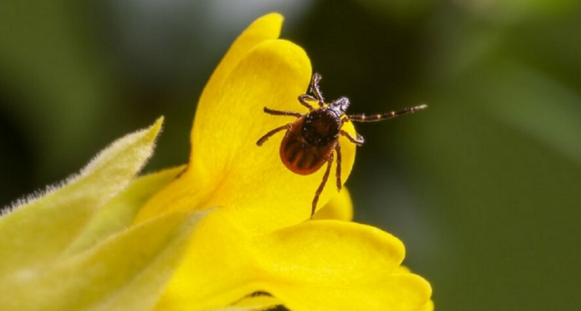 Добавьте половину чайной ложки в воду - и клещи вам будут не страшны: дорогие реппеленты больше не понадобятся