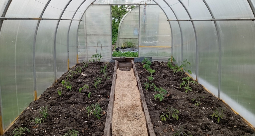 Не сделал этого в июне — потерял урожай: вот что нужно знать каждому дачнику 