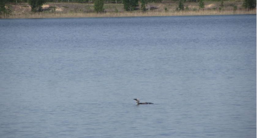 Во Владимирской области обнаружили редких водоплавающих птиц