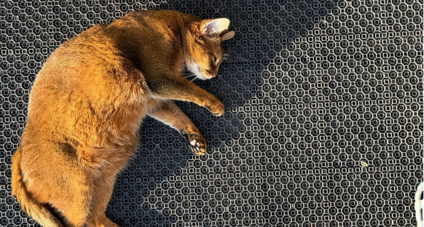 Во Владимирской области собирают гуманитарную помощь для курских животных