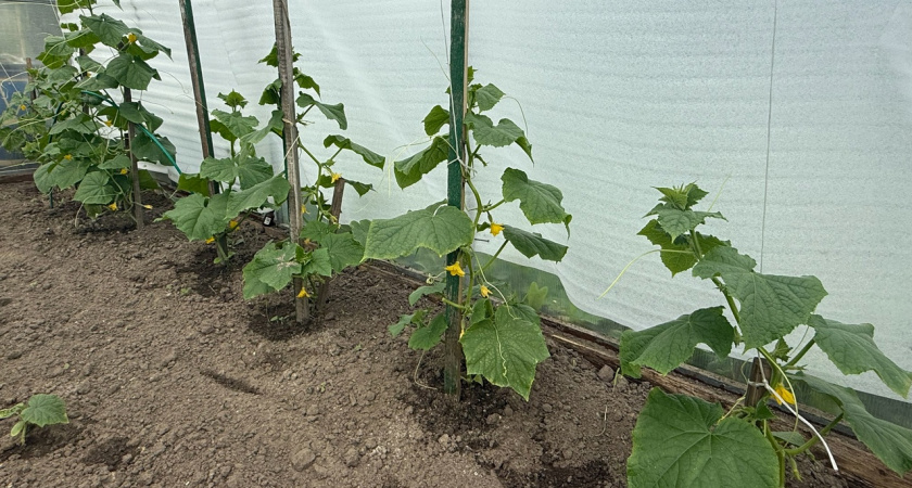 "Огурцы-богатыри": приготовьте эту подкормку - будете собирать по 7 килограммов с куста