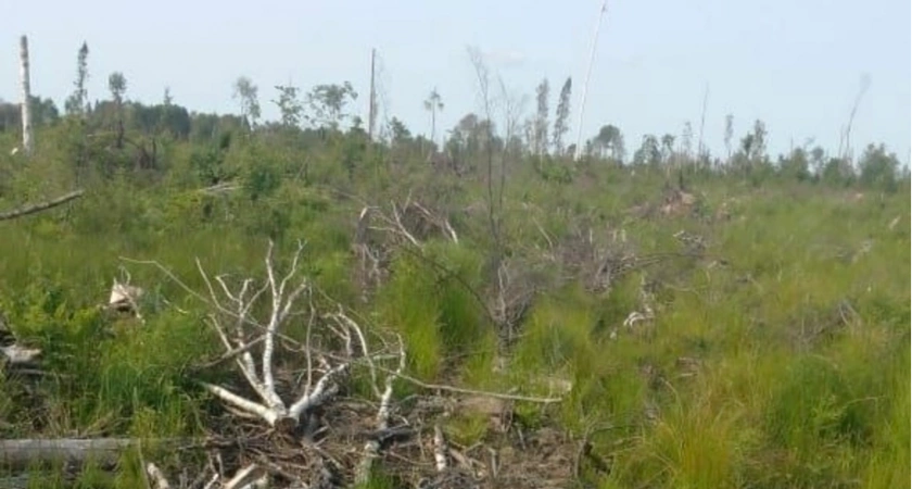 Судогодский лес захламили порубочными остатками после спила деревьев