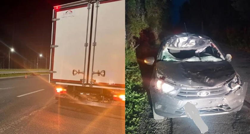 4 столкновения авто с лосями зафиксированы во Владимирской области за два дня