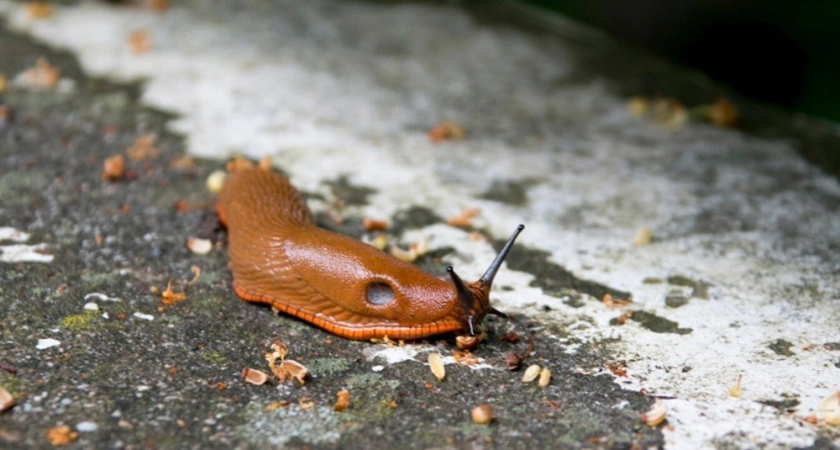 Советский трюк избавит от слизней: смешайте 2 ингредиента, и моллюски навсегда покинут ваш огород