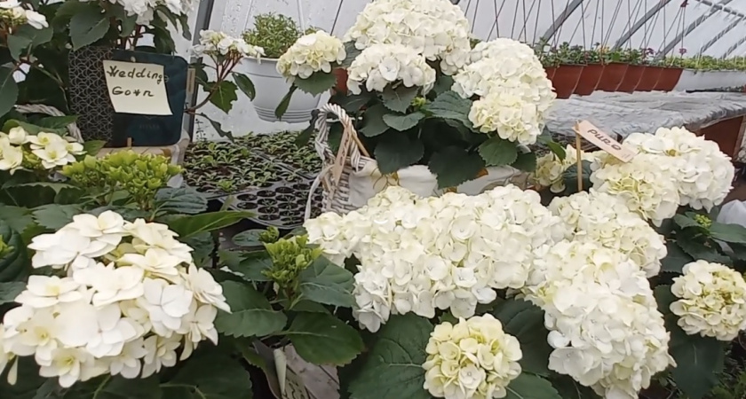 Неприхотливая красота: этот сорт гортензии сведет с ума даже бывалых садоводов - секреты выращивания