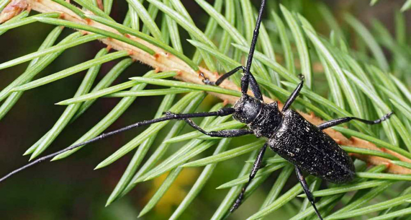 Лесопредприятие в Кольчугинском районе вывозило продукцию из карантинной зоны