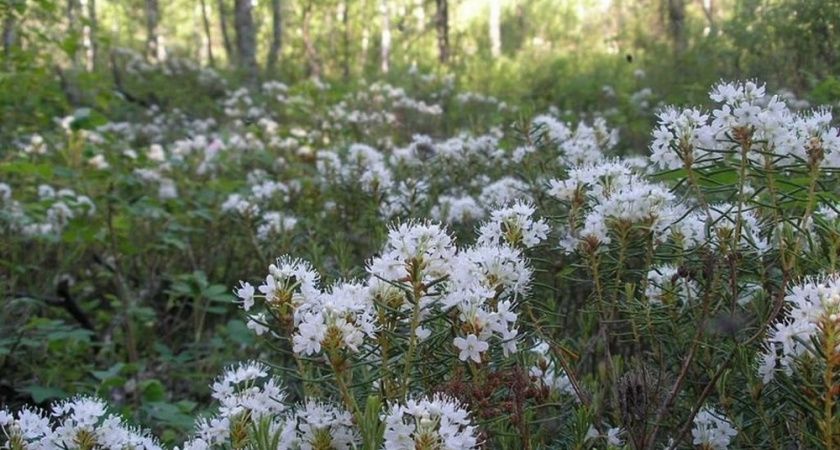 Жителей Владимирской области предупредили об издержках цветения багульника
