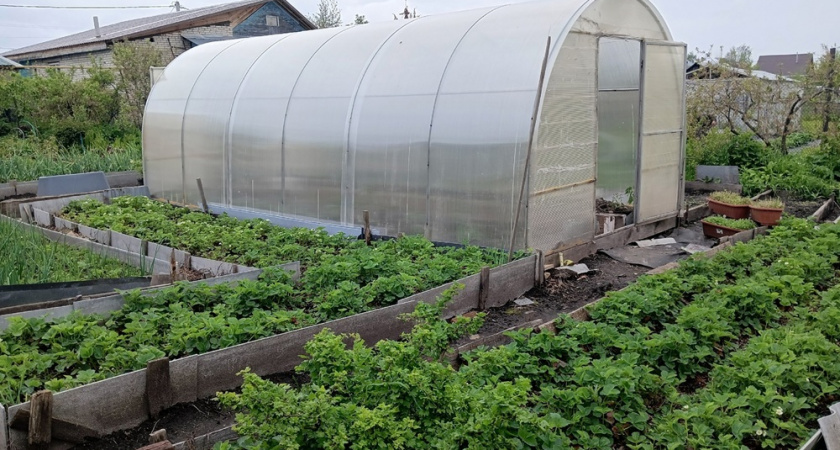 Не ждите, пока урожай созреет сам: вот 7 эффективных лайфхаков, которые помогут ускорить этот процесс