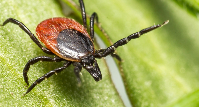 165 жителей Владимирской области пострадали от укусов клещей за неделю