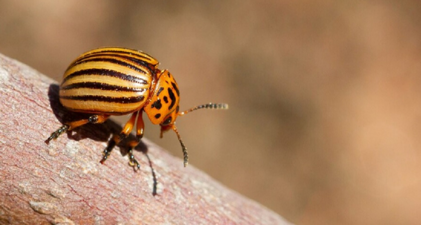 Колорадский жук будет биться в припадке: добавьте 1 мешок - и ваша картошка надолго под защитой 