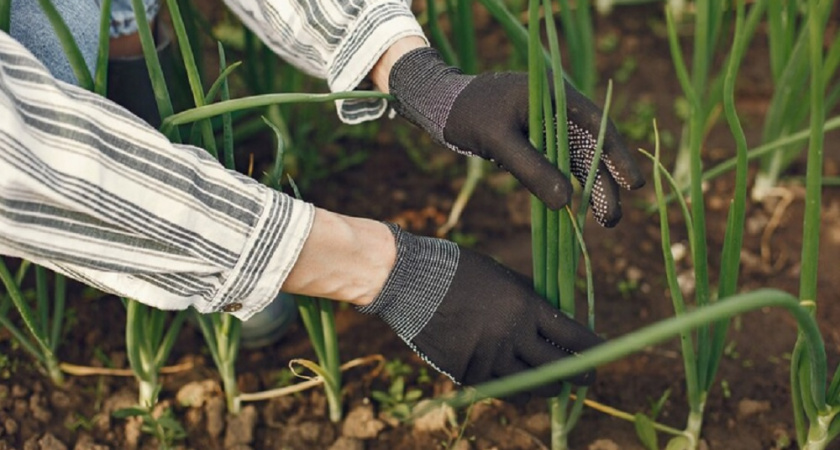 Лук вырастет сам - и никакой луковой мухи: секрет деда Ильича, который удивил даже опытных огородников 