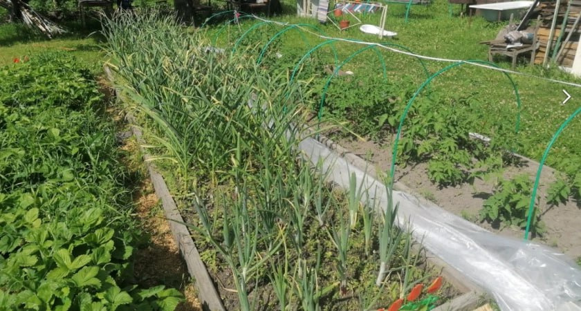 Почему желтеет лук в июне и как это исправить за одну обработку: секрет белорусского агронома