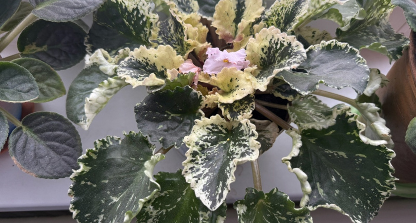 Зеленые талисманы: 6 комнатных растений, которые притягивают счастье и любовь в ваш дом