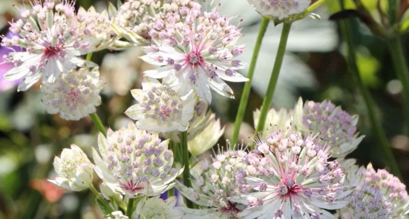 Посадите этот многолетник, и соседи будут завидовать: идеальный выбор для тех, кто ценит красоту без хлопот