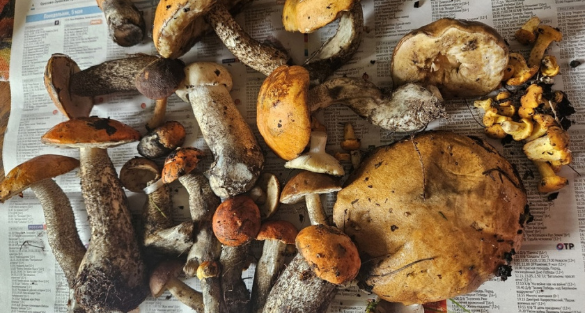 Жители Владимирской области вышли на «грибную охоту»