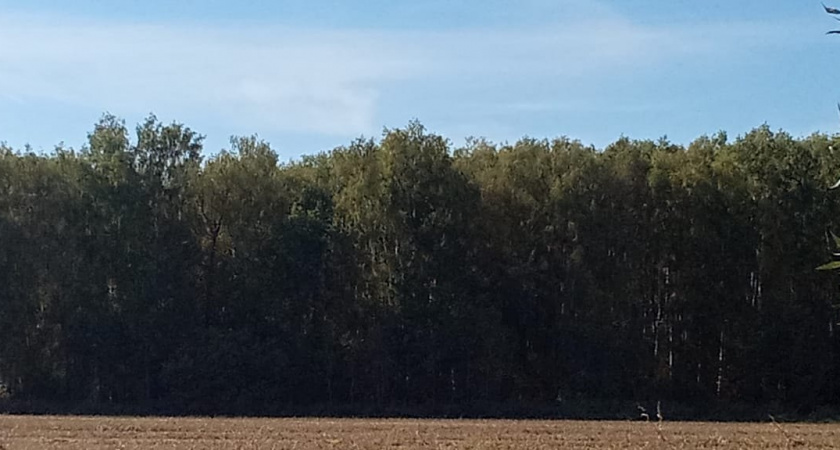 В Юрьев-Польском районе прокурор выявил уничтожение лесной инфраструктуры на 7 тысячах гектаров