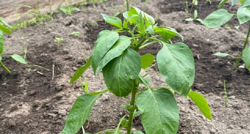 5 шагов к идеальному огороду: лайфхаки, которые должен знать каждый дачник