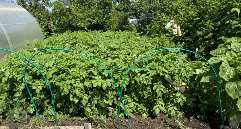 Почему ваш картофель мельчает и как это исправить за 2 подкормки - обязательно сделайте это в июле