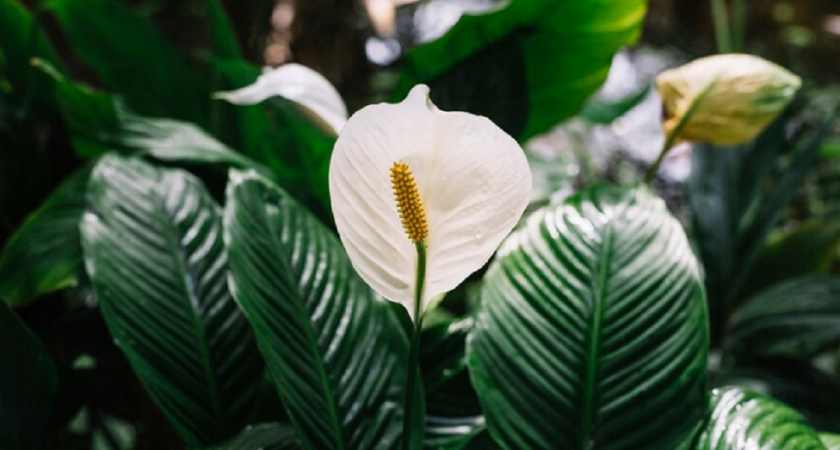 Заставляем спатифиллум цвести круглый год: лайфхаки по уходу за растением от опытных цветоводов 