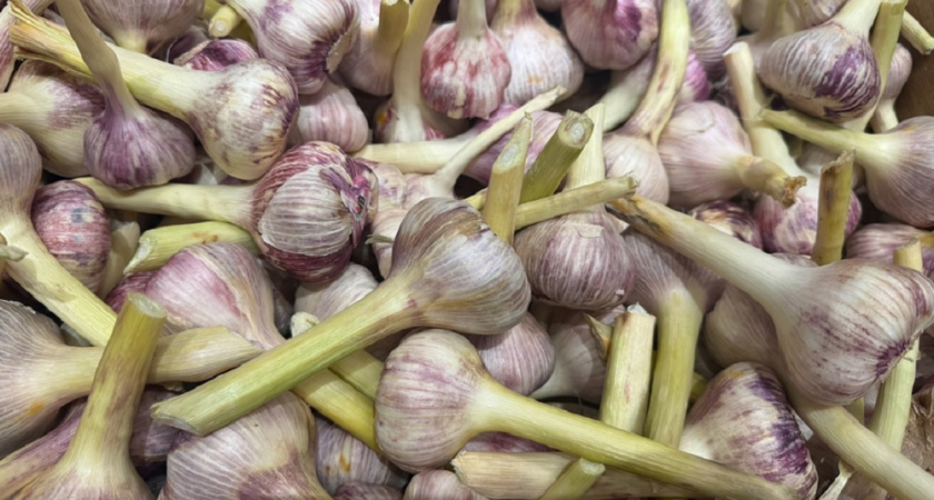 Головки будут крупные: 3 лайфхака для огромного урожая чеснока - вырастет вкусный и ядреный