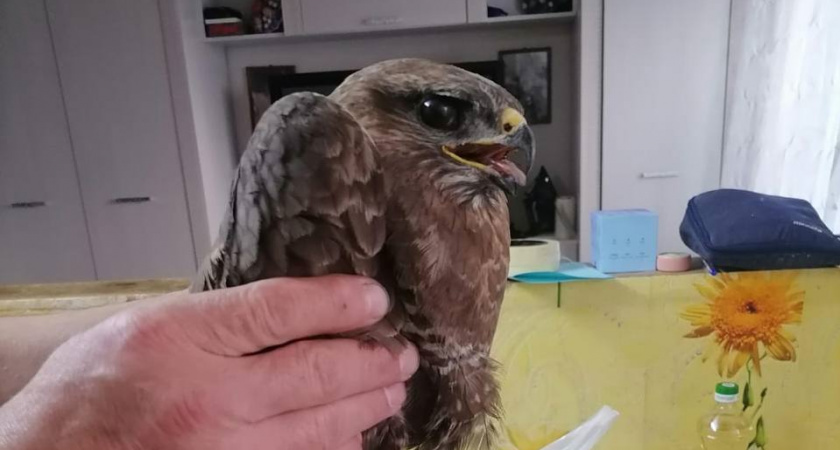 В Коврове выходили сбитого автомобилем сарыча